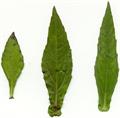  yerba de tago ، bhringraj ، karisalaankanni  ، kayyunni 